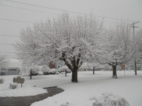 The trees are beautiful with the snow covering them!  Another inch fell during the worship service.